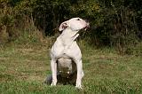 BOULEDOGUE AMERICAIN 310